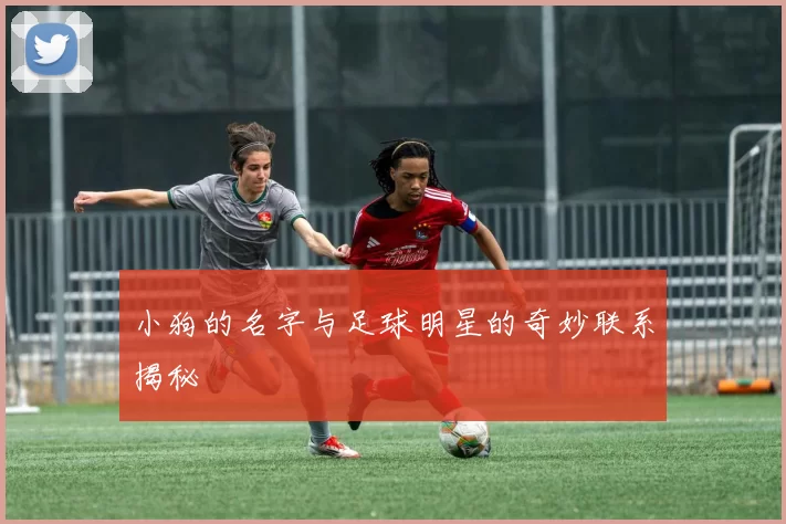 小狗的名字与足球明星的奇妙联系揭秘